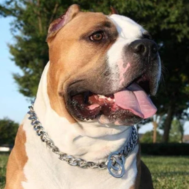 Collar Ahogo Metalico Grande | Accesorios | Anipet Colombia