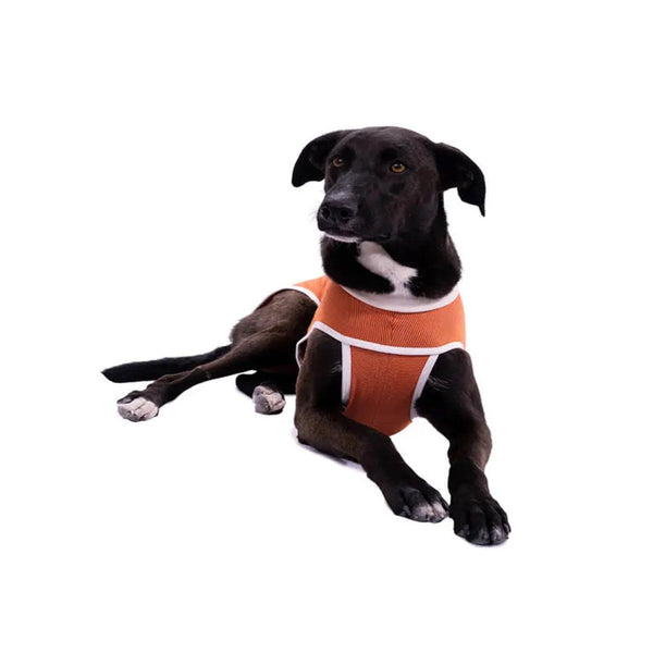 Faja Posquirurgico Para Mascotas L | Accesorios | Anipet Colombia