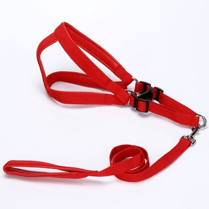 Correa Para Perro 1.5cm*1.2M Color Surtido | Accesorios | Anipet Colombia