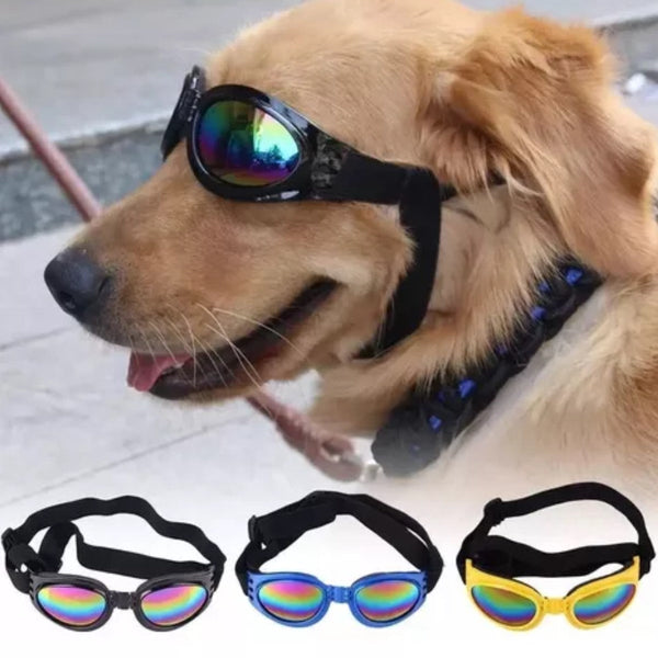 Gafas para Mascotas | Accesorios | Anipet Colombia